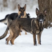 german shepherd in snow