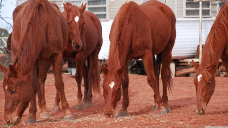 hey time - caravan, horse, hey, time