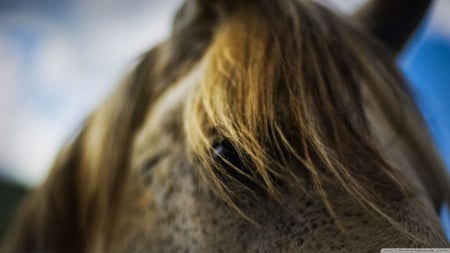 horse eye - head, eye, face, horse