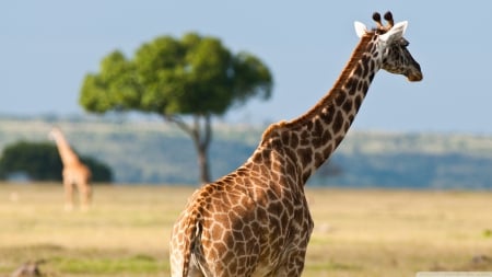 in the heat - savannah, tree, giraffe, african