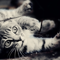 kitty love