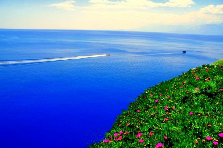 WILDFLOWERS on the SEASHORE