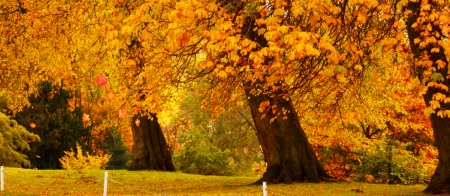 Autumn park - fall, foliage, walk, beautiful, leaves, golden, trees, nature, park, autumn, colorful