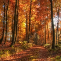 autumn long trees