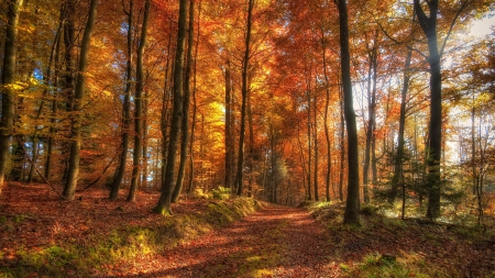 autumn long trees - tree, autumn, forest, long