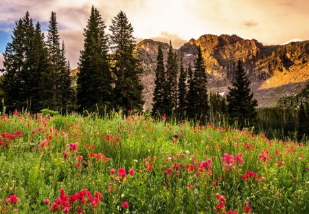 beautiful nature - nature, flowers, mountain, beautiful