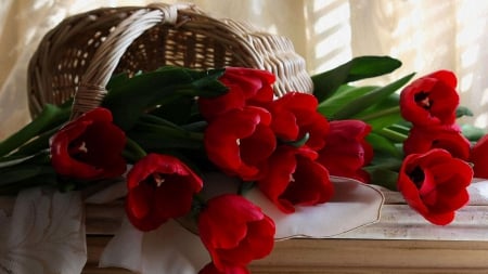 RED TULIPS - flowers, tulip, red, nature