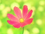 PRETTY PINK FLOWER