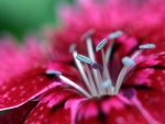 FLOWER MACRO