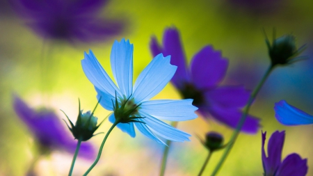 COSMOS FLOWERS - flowers, cosmos, nature, pretty