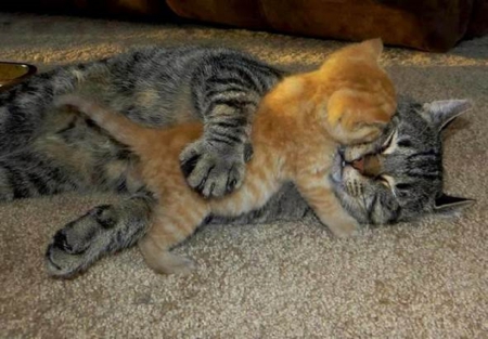 I LOVE YOU MUM - felines, two, cat, kitten