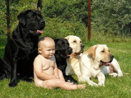 BABY AND HIS BUDDIES - CUTE, DOGS, ANIMALS, BABY