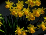 Lovely Daffodils - hdr