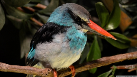 Close-up Look at Kingfisher - hdr - kingfisher, hdr, animals, birds