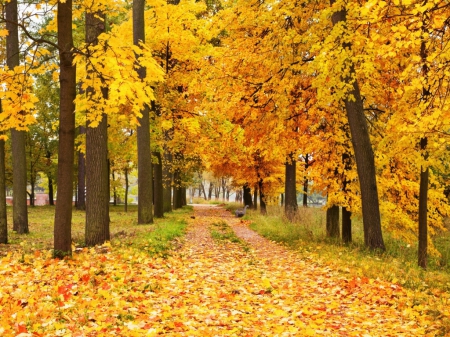 Yellow Forest - autumn, yellow, forest, trees, path