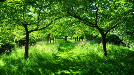 Summer Garden - summer, garden, trees, nature, green