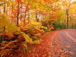 Autumn Road - hdr