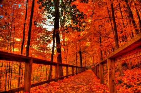 Autumn Path - fall, trees, season, colors, leaves