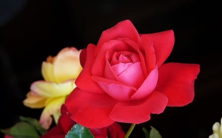 Roses - yellow, red, black, rose, flower