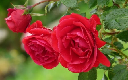 Roses - red, flower, rose, green