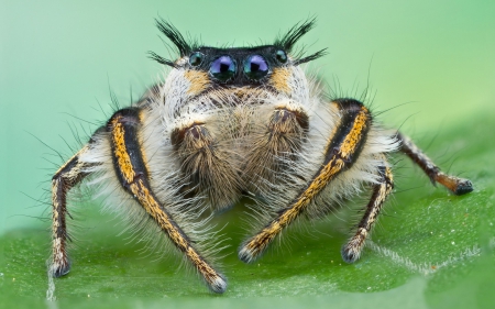 Spider - jumper, spider, leaf, insect, green