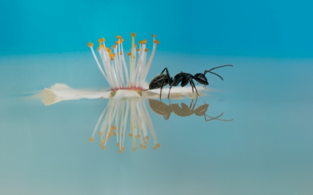 The flower island - black, white, water, ant, blue, island, insect, flower