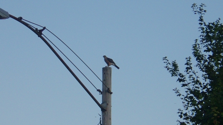 Hawk on the hunt - hawk, hunting, bird watching, resting bird