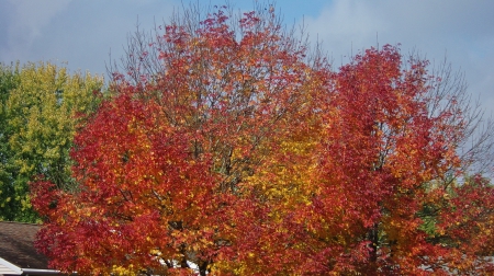 Leafy Fall Colors - colorful trees, Leaves, Nature, Fall