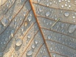 Dew on a leaf