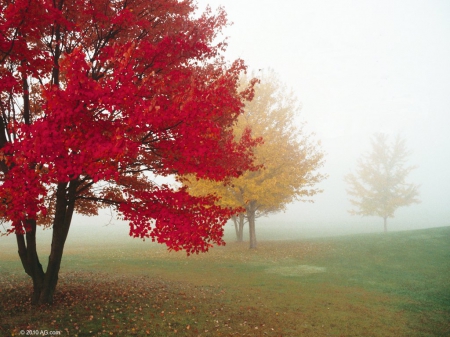 Autumn Red Tree - Trees, Seasonal, Red, Autumn