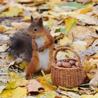 Squirrel with Nuts in Autumn