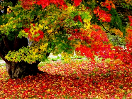 AUTUMN TREE - season, autumn, field, forest, tree, leaves