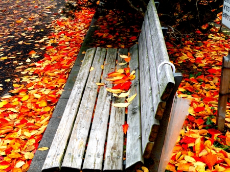 MAPLE LEAVES - bench, park, leaves, falls