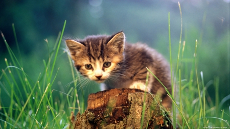 kitty sitting on stump - adorable, cute, stump, kitten