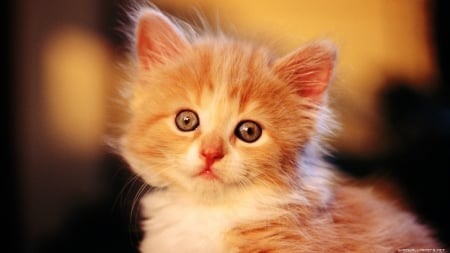 cute kittens face - face, adorable, cute, kitty