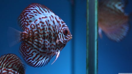 fish - tank, fish, red, stripes