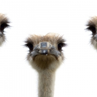 ostriches