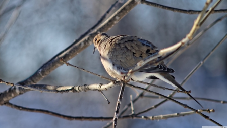 ring dove - ring, dove, bird, branch