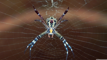 ugly spider - ugly, web, insect, spider