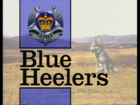 blue heelers - cop, heelers, blue, show