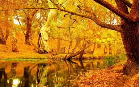 Golden autumn - trees, colorful, park, lovely, foliage, creek, serenity, nature, fall, forest, reflection, beautiful, river, leaves, colors, golden