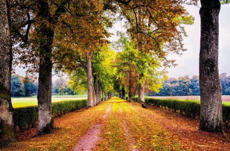 Autumn Alley - fall, trees, leaves, colors, road, path