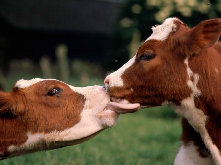 loving family - green, cow, grass, calf