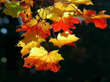 Colorful Leaves - leaves, nature, scenery, autumn