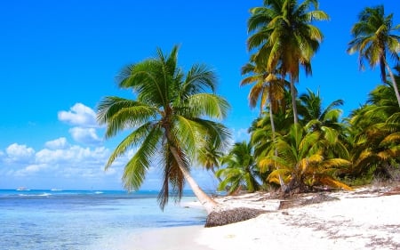 Palm Trees on the Beach