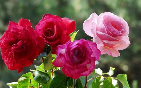 Roses - red, flower, rose, pink, green