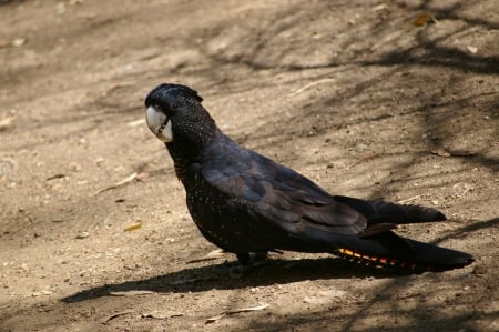 Red Tailed Black Cockatoo - bird, black, animal, cockatoo, red tailed