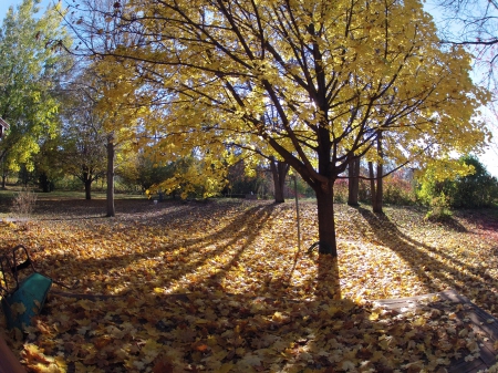 Autumn Leaves and Shadows - Trees, Autumn, Leaves, Fall, Lawn, Shadows, Afternoon, Yard