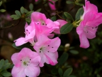 Pink Flowers