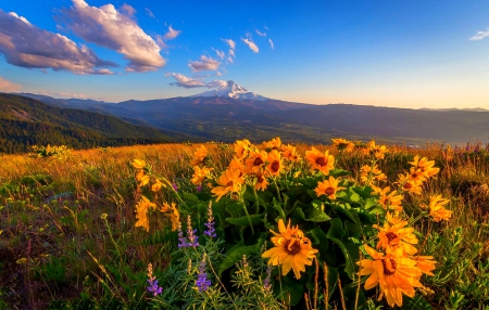 Mount Hood Sunset - snowy peaks, sunset, summer, field, blue sky, mountains, volcano oregon, forest, beautiful, yellow wildflowers, flowers